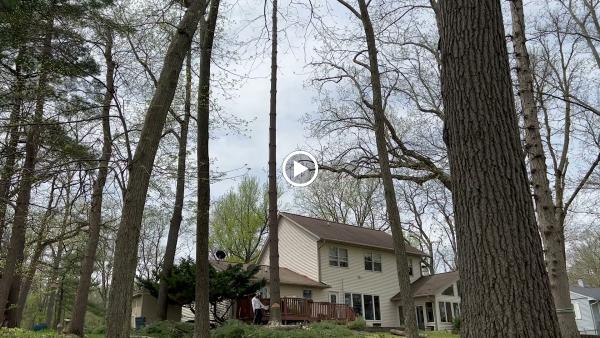 Sangamon Tree Service