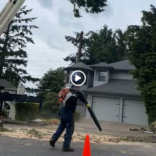 Wind Thin Tree Service