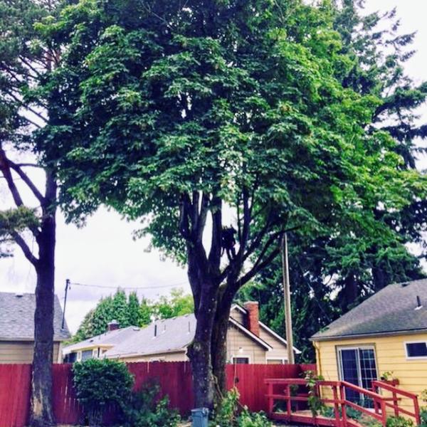 Wind Thin Tree Service