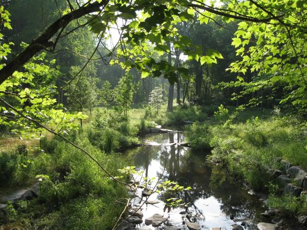 Wetland Studies and Solutions
