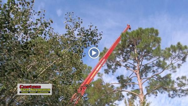Custom Tree Surgeons