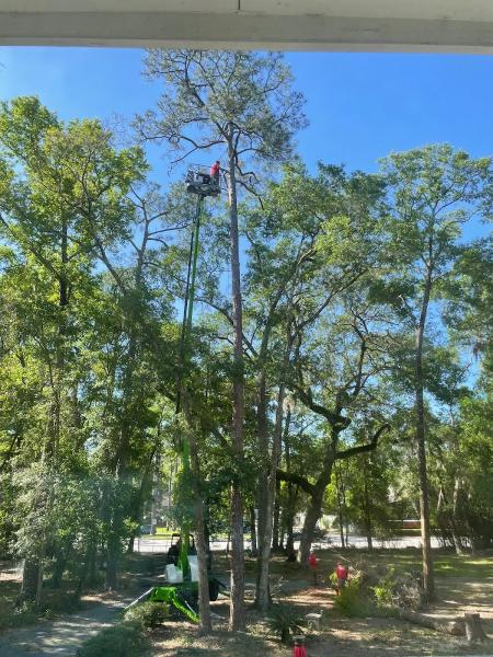 Custom Tree Surgeons