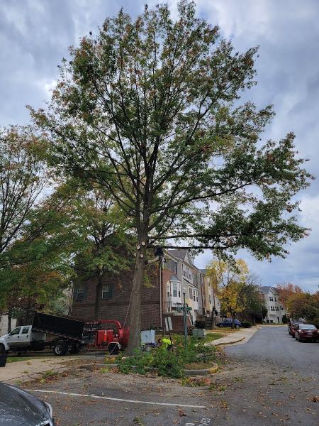 Veteran Tree Services