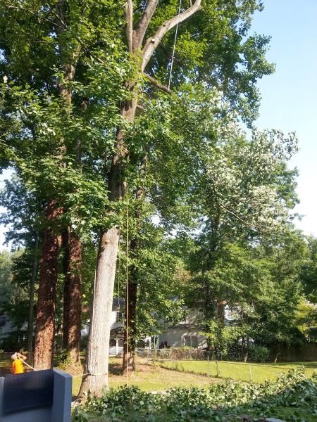 Veteran Tree Services