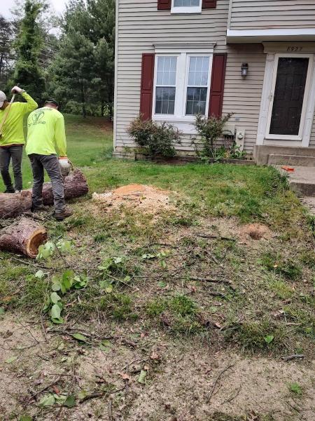 Veteran Tree Services