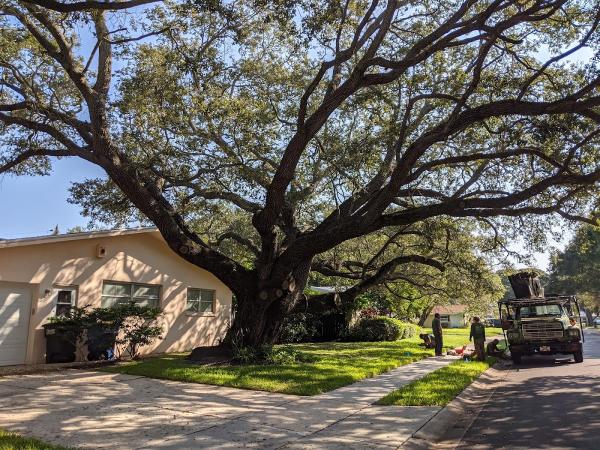 Martin Arborcare Tree Service & Landscape