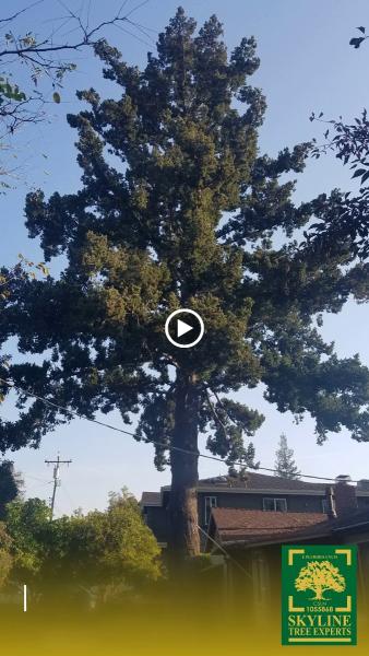 Skyline Tree Experts
