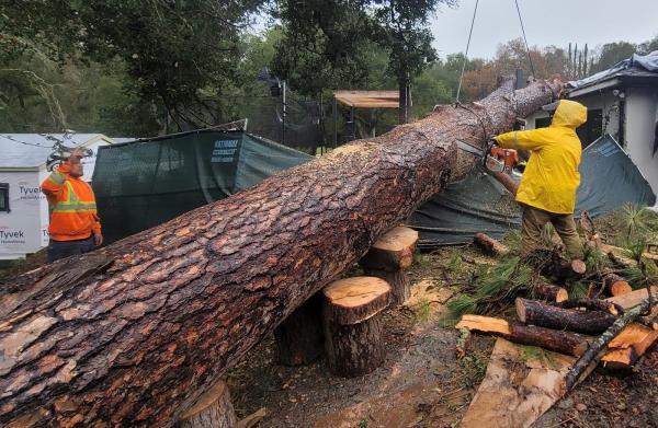 Skyline Tree Experts