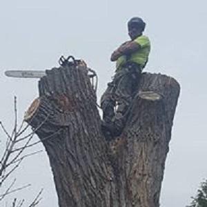 Hoskins Tree Service Inc.