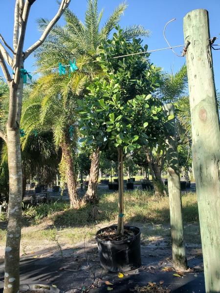 Pro Gardens Tree Farm