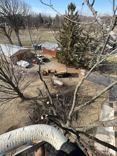 Anchor Tree Service