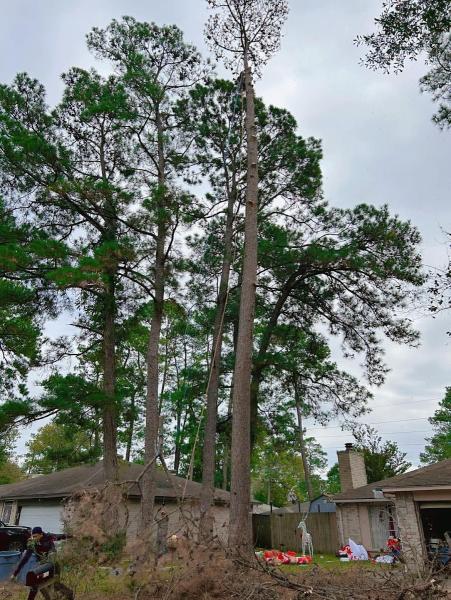 General Tree Service