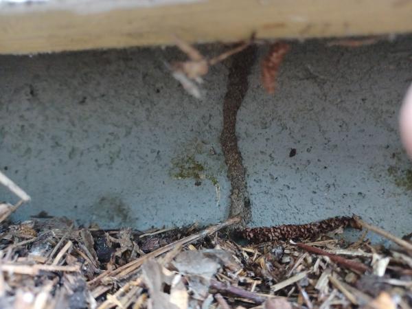 Advanced Termite and Pest Control