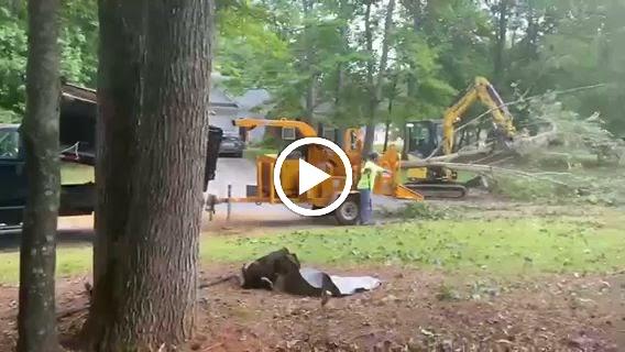 GA 400 Tree & Stump Removal