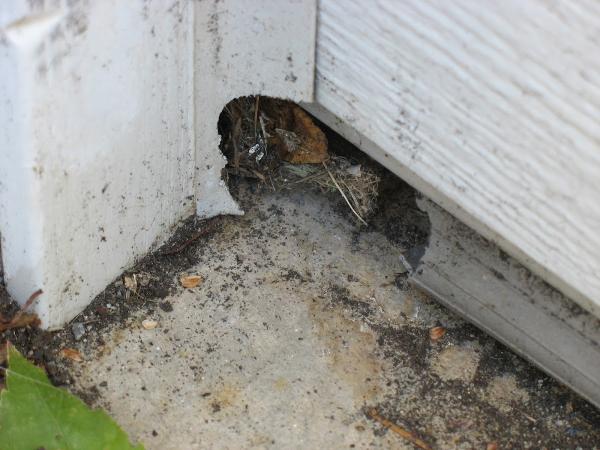 All Seasons Pest Control