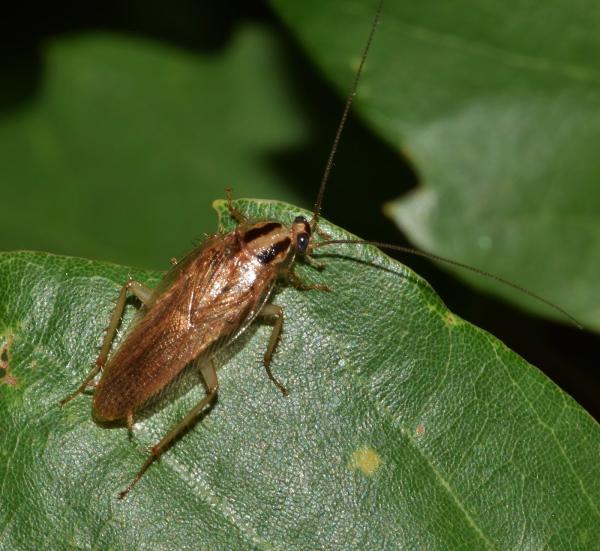 Howard's Pest Control