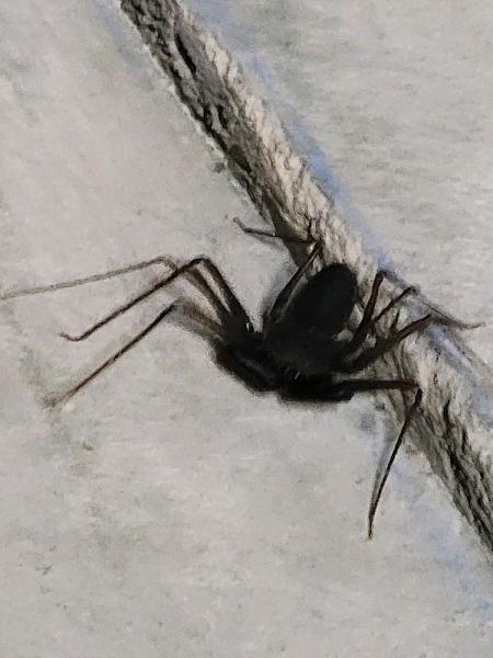 Patriotic Pest Solutions