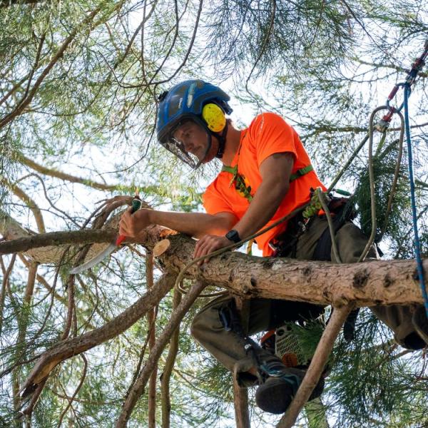 Arborpro Tree Experts
