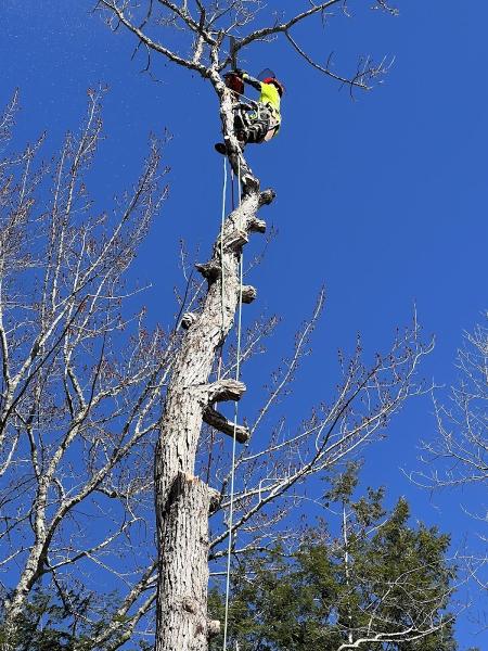 Morales Landscaping & Tree Trimming LLC