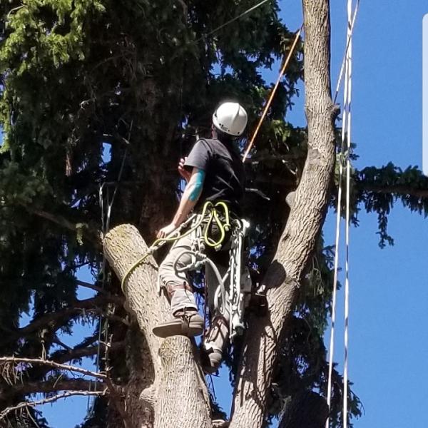 Wildwood Tree Care LLC