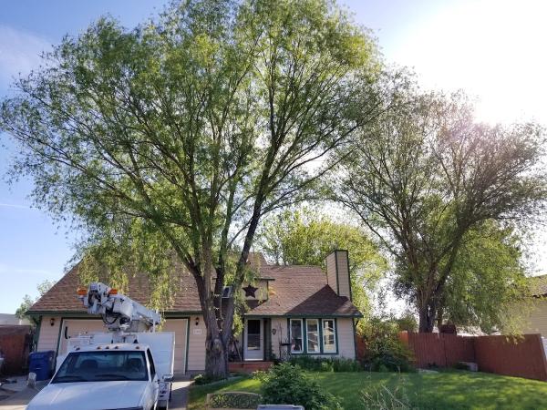 Wildwood Tree Care LLC
