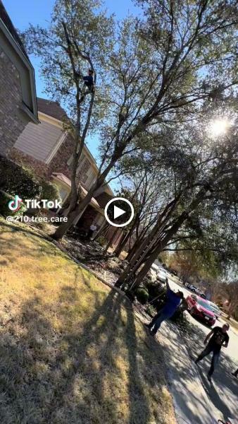 210 Tree Care