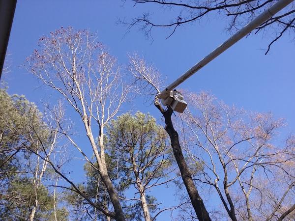 Advanced Tree Service