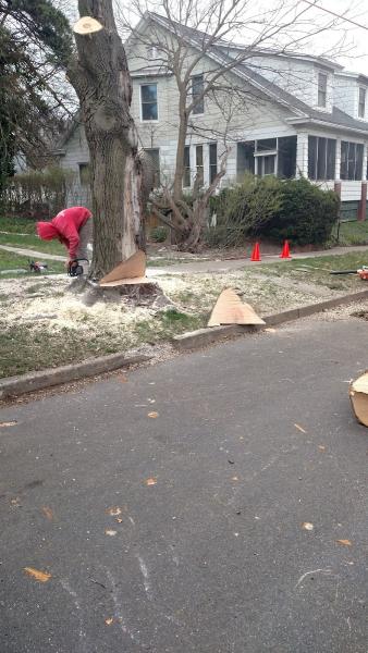 Shull's Tree Service Inc