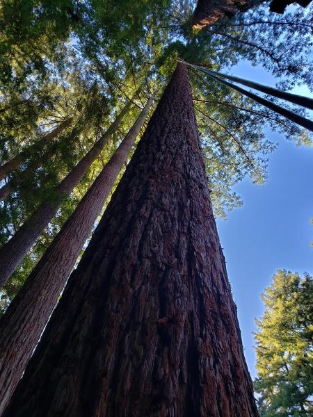 Osos Tree Service