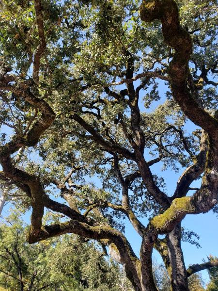 Osos Tree Service