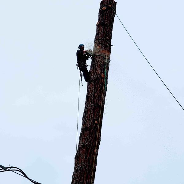 Skyline Tree Service Llc