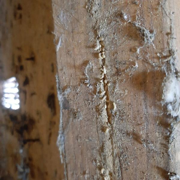 Top Grade Termite Control