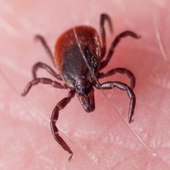 Maximum Pest Management