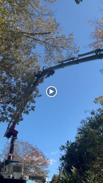 Taylorsville Tree Care