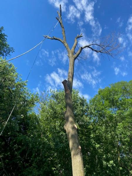 Eugene M Brennan Tree Service Llc