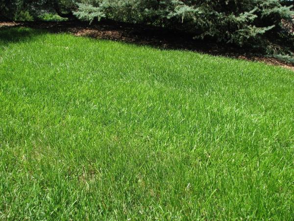 Go Organic Lawn Care