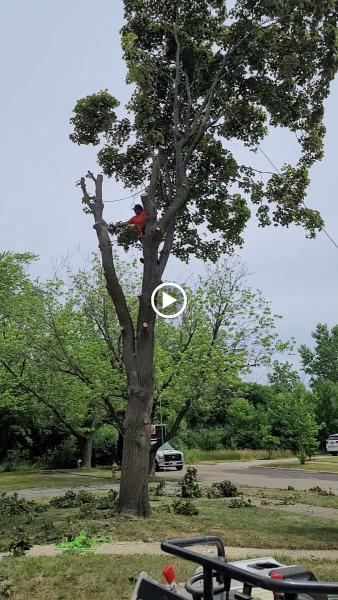 Sanchez Tree Service