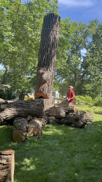 Sanchez Tree Service