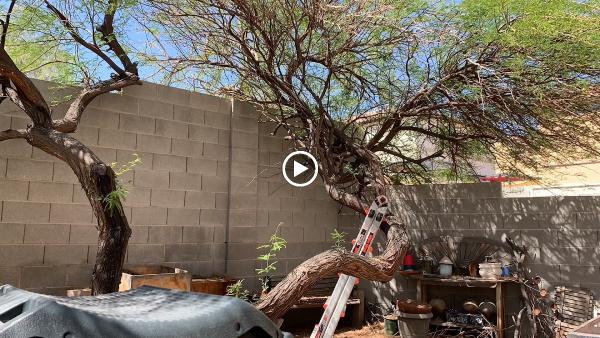 Green Man Tree Service