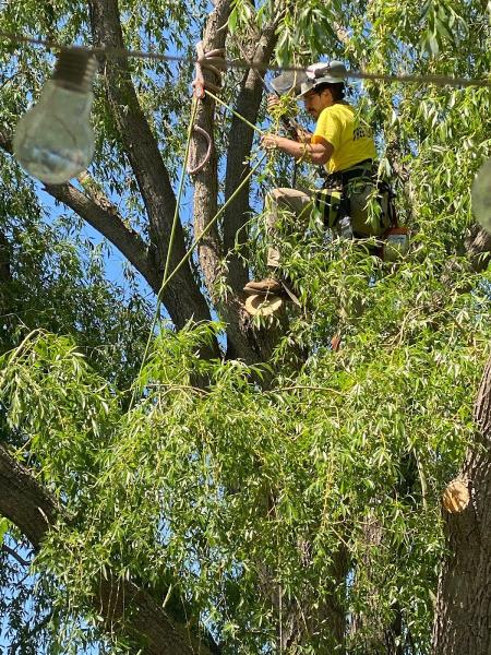 Slim's Tree Care
