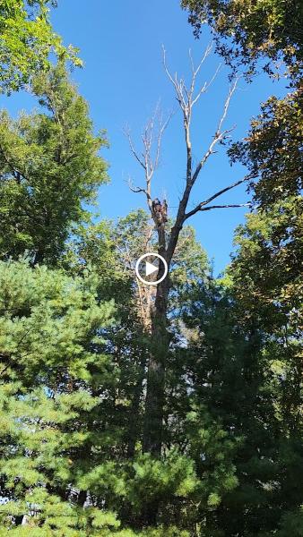 Luna Tree Service