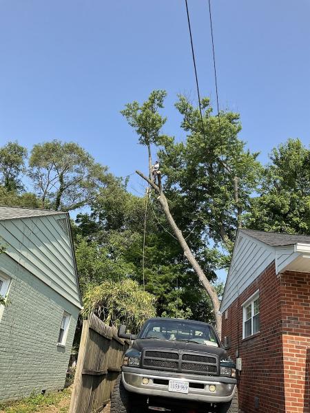 Luna Tree Service