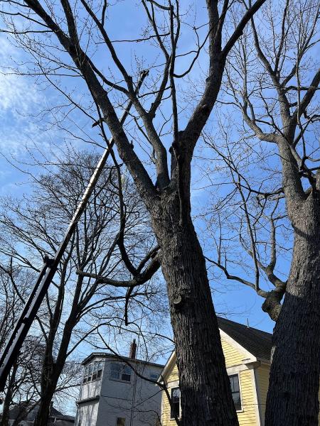 Palmer Tree Services