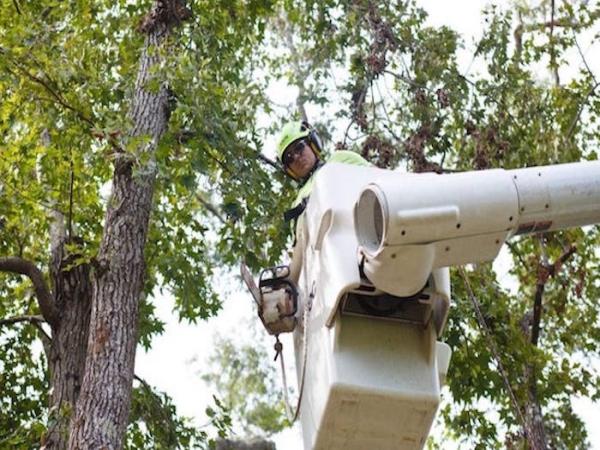 Black Dog Tree Service