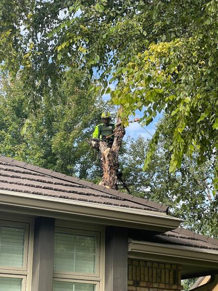 Cisneros Tree Service