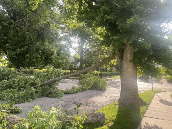 Cisneros Tree Service
