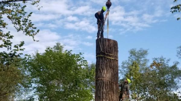 Perez Landscape & Tree Service