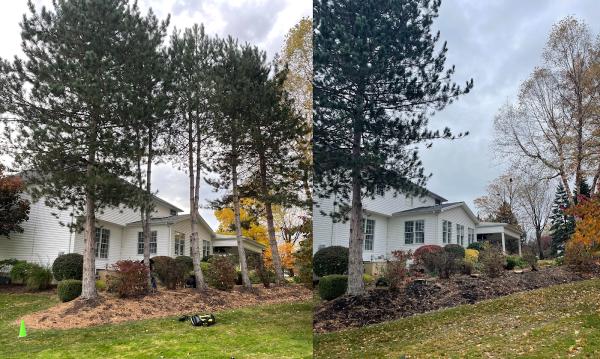 A&a's Tree Service
