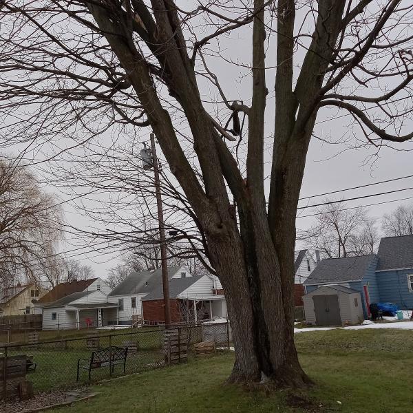 A&a's Tree Service