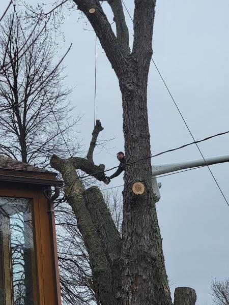 A&a's Tree Service